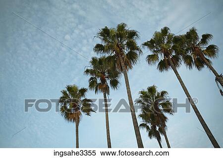 Palm trees and sky View Large Photo Image Stock Photography - Palm trees and sky . Fotosearch
