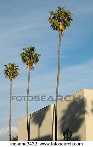 Stock Image - Palm trees beside mall . Fotosearch
