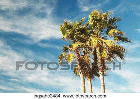 Palm trees in wind View Large Photo Image Picture - Palm trees in wind . Fotosearch