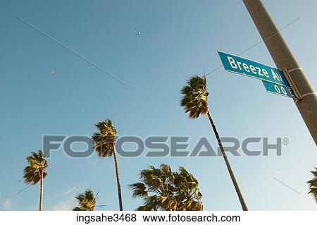 Stock Photo - Palm trees street sign and sky . Fotosearch