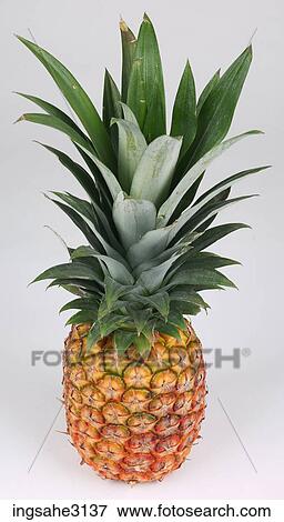 Pineapple View Large Photo Image Stock Photo - Pineapple . Fotosearch