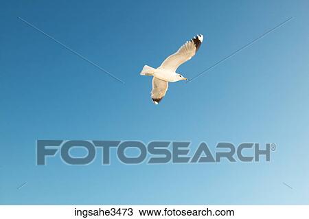 Seagulls flying in sky View Large Photo Image Stock Image - Seagulls flying in sky . Fotosearch