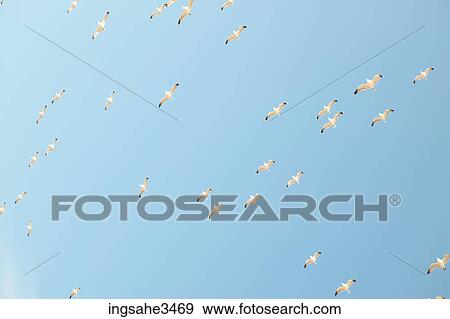 Seagulls flying in the sky View Large Photo Image Stock Photo - Seagulls flying in the sky . Fotosearch