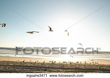 Seagulls flying over beach View Large Photo Image Stock Image - Seagulls flying over beach . Fotosearch