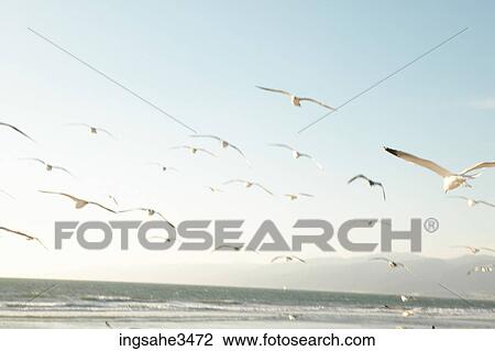 Seagulls flying over beach View Large Photo Image Stock Image - Seagulls flying over beach . Fotosearch