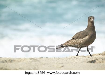 Shore bird on beach View Large Photo Image Stock Photograph - Shore bird on beach . Fotosearch