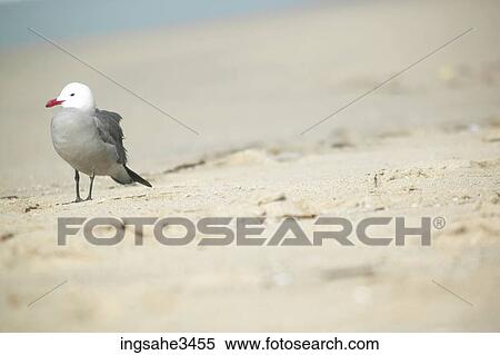 Stock Photography - Shore bird on beach . Fotosearch