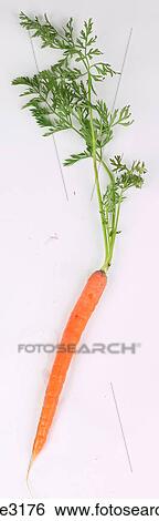 single carrot View Large Photo Image Stock Photograph - single carrot . Fotosearch