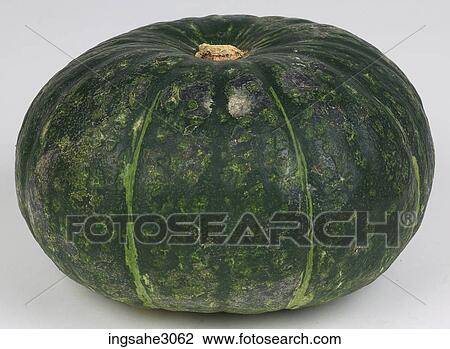 squash View Large Photo Image Stock Image - squash . Fotosearch