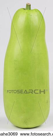 squash View Large Photo Image Stock Photo - squash . Fotosearch