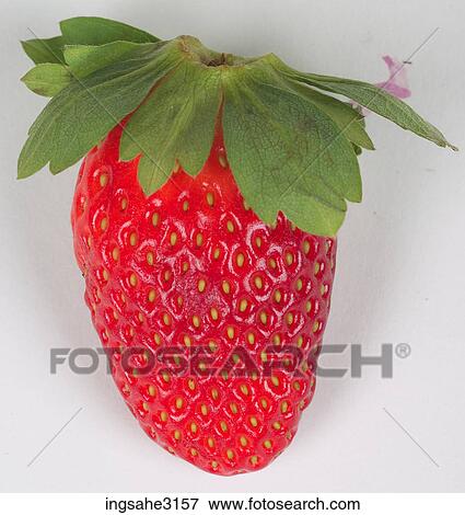 strawberry View Large Photo Image Stock Photo - strawberry . Fotosearch