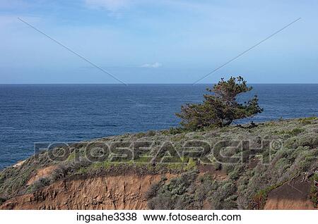Stock Photo - Tree on cliff and ocean . Fotosearch