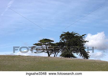 Stock Photo - Tree on hill . Fotosearch
