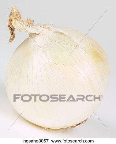 white onion View Large Photo Image Stock Photo - white onion . Fotosearch