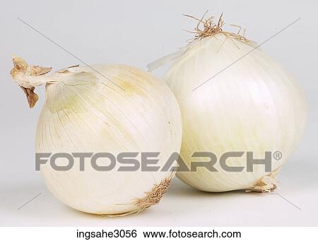 Stock Photograph - white onions . Fotosearch