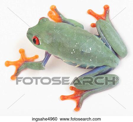 緑 そして オレンジ カエル ストックイメージ Ingsahe4960 Fotosearch