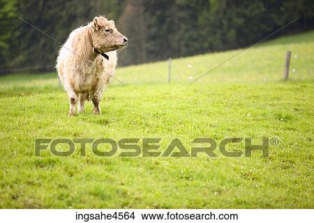 Cow standing in green pasture View Large Photo Image Picture - Cow standing in green pasture . Fotosearch