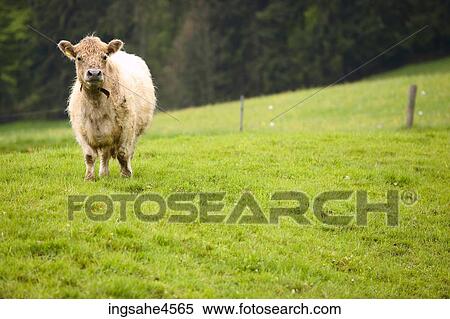 Stock Photography - Cow standing in green pasture . Fotosearch