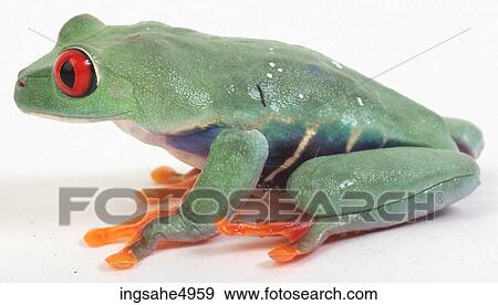 green and orange frog View Large Photo Image Stock Photo - green and orange frog . Fotosearch
