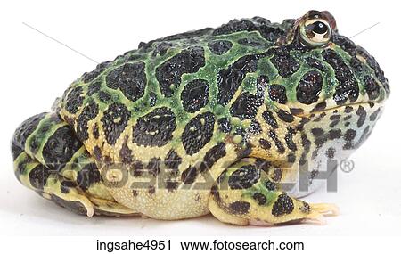 green and yellow toad View Large Photo Image Stock Image - green and yellow toad . Fotosearch