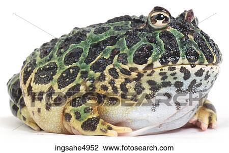 green and yellow toad View Large Photo Image Stock Image - green and yellow toad . Fotosearch