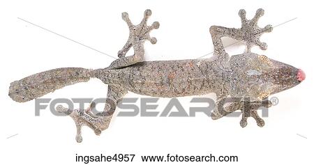 Stock Photo - lizard . Fotosearch