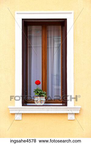 Red geranium on white wooden windowsill View Large Photo Image Stock Photo - Red geranium on white wooden windowsill . Fotosearch