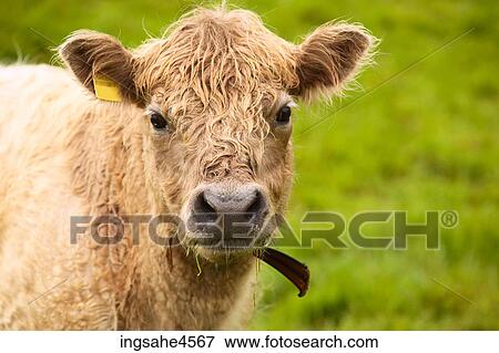 Shaggy brown cow wearing yellow ear tag View Large Photo Image Stock Photo - Shaggy brown cow wearing yellow ear tag . Fotosearch