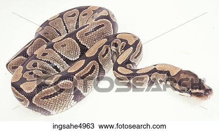 snake View Large Photo Image Stock Image - snake . Fotosearch