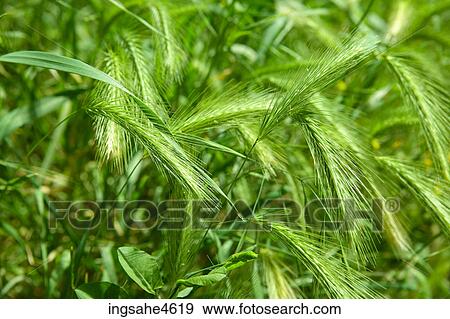 Stock Photo - Stalks of green wheat . Fotosearch
