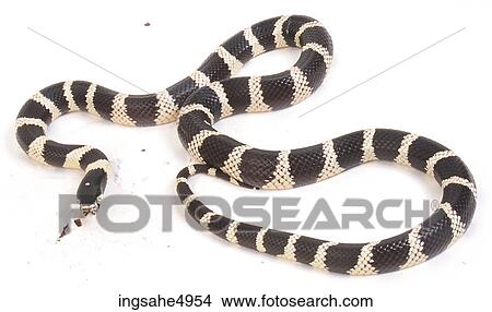 Picture - stripped snake . Fotosearch