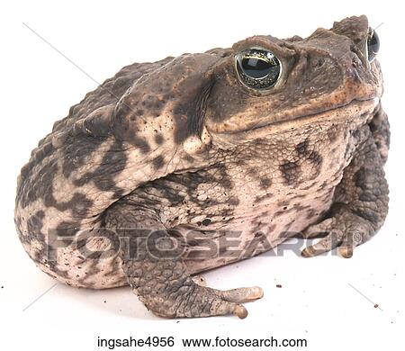 toad View Large Photo Image Stock Photograph - toad . Fotosearch