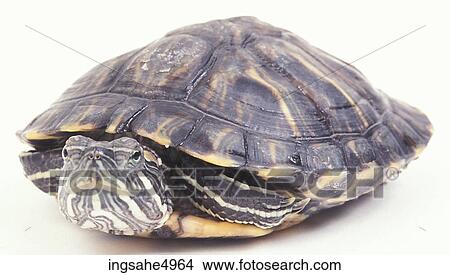tortoise View Large Photo Image Picture - tortoise . Fotosearch