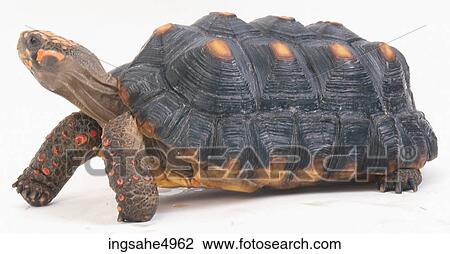 tortoise View Large Photo Image Stock Image - tortoise . Fotosearch