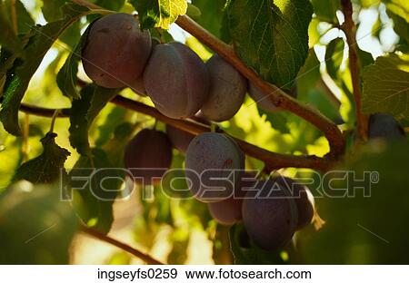 Apples on the Tree View Large Photo Image Stock Photo - Apples on the Tree. Fotosearch