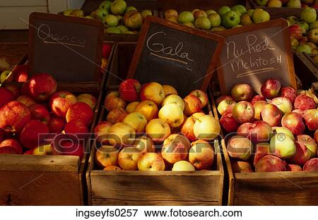 Apples View Large Photo Image Stock Photo - Apples. Fotosearch