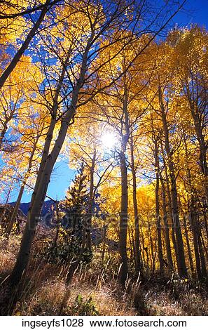 Aspen Grove View Large Photo Image Stock Photo - Aspen Grove. Fotosearch