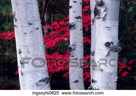 Stock Image - Aspen Trees. Fotosearch