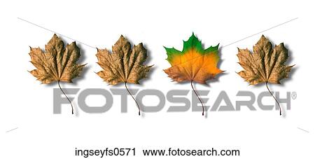 Stock Image - Autumn Leaves in a Row. Fotosearch