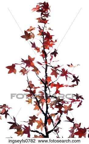 Autumn Tree View Large Photo Image Stock Image - Autumn Tree. Fotosearch