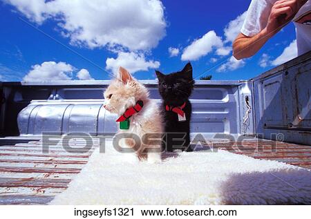 Stock Image - Baby Kittens Standing in Truck Bed. Fotosearch
