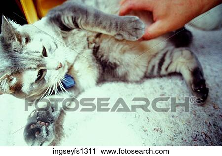 Stock Image - Beautiful Kitten Playing. Fotosearch