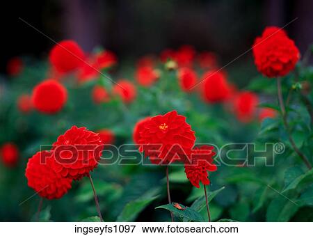 Blooming Red Flowers View Large Photo Image Stock Photo - Blooming Red Flowers. Fotosearch