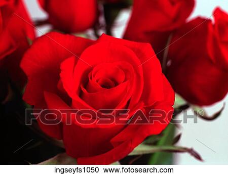 Blooming Red Roses View Large Photo Image Stock Image - Blooming Red Roses. Fotosearch
