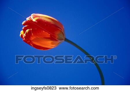 Stock Image - Blooming Tulip. Fotosearch