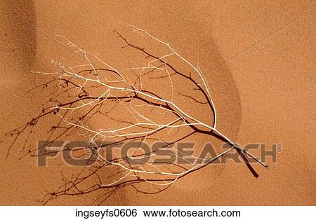Branch on Desert Sand View Large Photo Image Stock Photograph - Branch on Desert Sand. Fotosearch