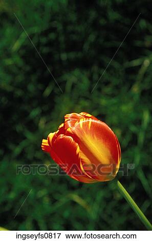 Budding Tulip View Large Photo Image Stock Photo - Budding Tulip. Fotosearch