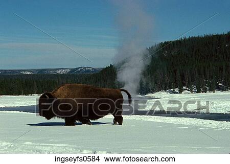 Picture - Buffalo and Snow. Fotosearch