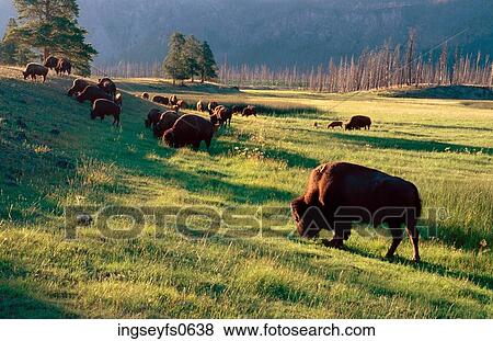 Buffalo Grazing View Large Photo Image Stock Photo - Buffalo Grazing. Fotosearch
