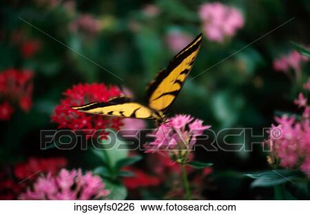 Butterfly on Flowers View Large Photo Image Stock Photograph - Butterfly on Flowers. Fotosearch